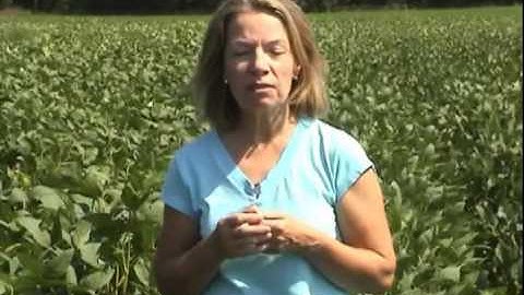 Soybean Cyst Nematode Identification and Management