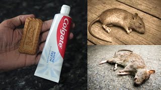 Home Remedy For Rat & Mouse | Colgate Magic | Mr Maker
