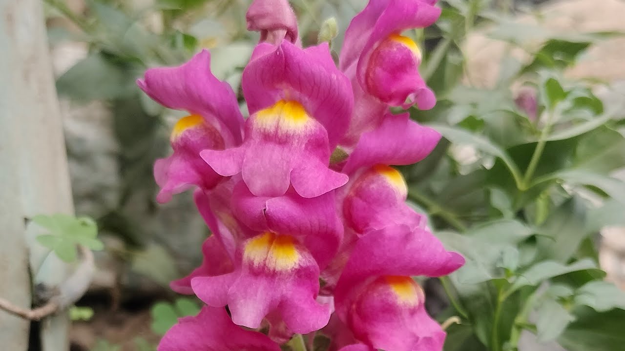 Bandana lifestyle  is live হরে কৃষ্ণ রাধে রাধে শুভ সন্ধ্যা