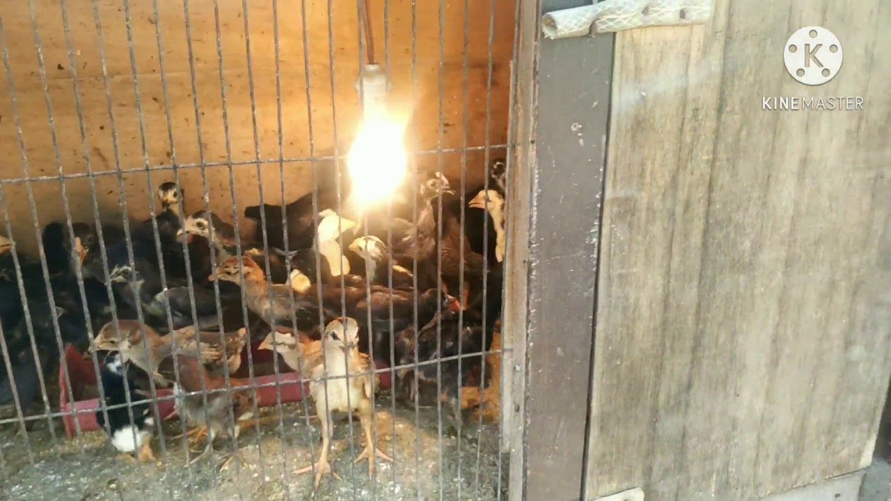 Kandang Ayam Kampung Skala Rumahan Semi Umbaran Dengan Modal Minim