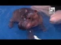 Baby Hippo Fiona - Episode 3 Bigger & Better - Cincinnati Zoo