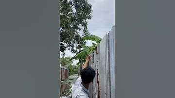 Thanh niên hái xoài bằng ná thun bá đạo #nobanbi #nacaosu #slingshot #sungnacaosu