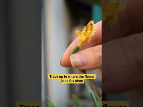Video: Daffodil Seed Pods - Hvordan forplante påskelilje fra frø