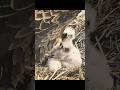 Crown of Ice: Why Winter is the Golden Eagle's Domain#shorts #animals #nature #wildlife