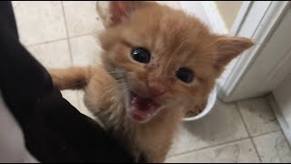 Cats sing Anti Hero by Taylor Swift by MU6 - MusiX 5,211 views 1 year ago 50 seconds