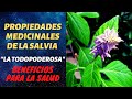 Propiedades medicinales de la Salvia y cómo tomarla | Medical properties of Sage | Yoel Benhabib