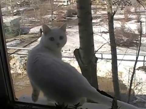 Кот выпал с окна под Высоцкого....