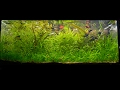 800 days of my 100l Low-tech aquarium. From set up.