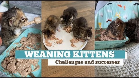 Feeding & weaning kittens -- Challenge and successes #orphankittens #kittenvideo #spay_and_neuter