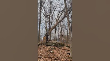 endless removal of dead ash trees. #shorts #stihl #treefelling #treework #dangerous
