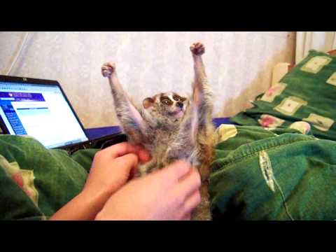 Slow Loris Tickle (Sonya The Tickle Lover)