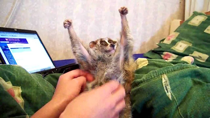 Slow Loris Tickle (Sonya The Tickle Lover)