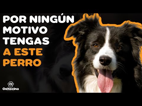 Video: 5 cosas que debe saber acerca de su perro de raza de pastoreo