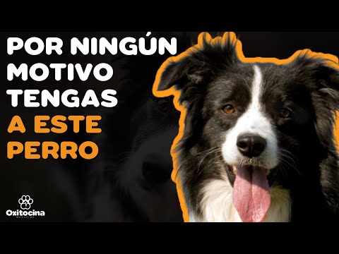 Video: ¿Tienes un Border Collie?