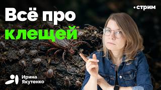 Where do they live, what do they infect us with, is there a treatment?