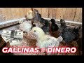 Genera dinero criando gallinas con poco presupuesto