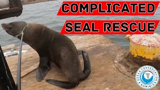 Complicated Seal Rescue