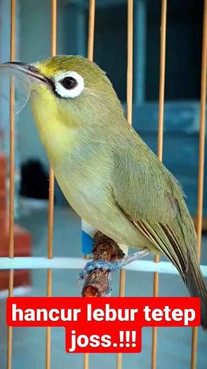 Pleci Lombok ( Kecial Lombok ) Hancur Lebur Tetep JOS‼️#short | PEPADU KECIAL
