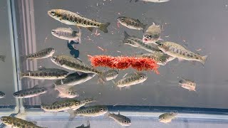 If you give a large amount of chironomid to 30 rainbow trout