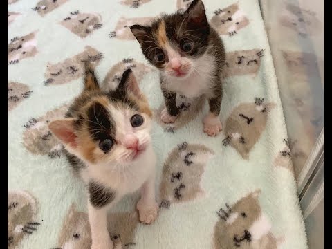 Calico sister kittens