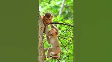 Baby monkey fall from the tree.