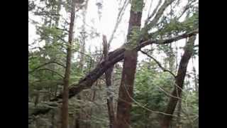 Wind Storm Damage, Uprooted Tree.wmv
