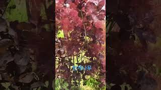 계양 꽃마루에서#안개나무#처음#계양구#나무종류#이쁘다#신기해#여름#아들과함께 #월요일휴무