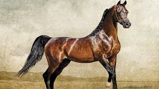 الحصان العربي المصري الأصيل | الأسطورة ذي ديسبرادو من أجمل الخيول العربية المصرية | Thee desperado