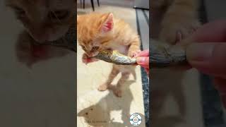 Kitten Eating a Sardine