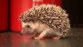 Huge increase in number of people wanting pygmy hedgehogs as pets