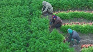 Central Valley monitors 140 farm workers exposed to measles