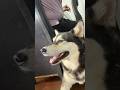 Mi protector #pets #petsfofinhos #live #mascotas #funny #viralshort #perros #perritos #dog #doglove