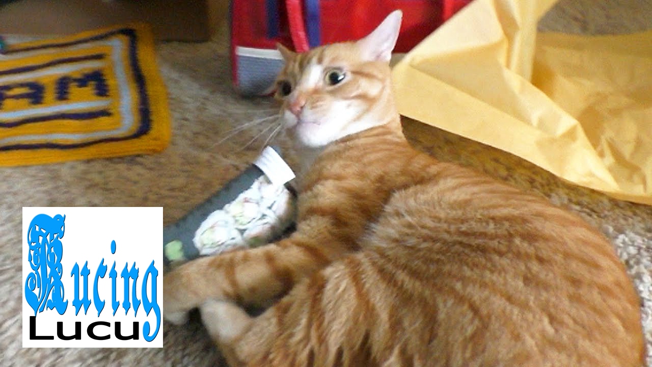 KUCING LUCU Kucing Lucu Banget Bikin Ngakak YouTube