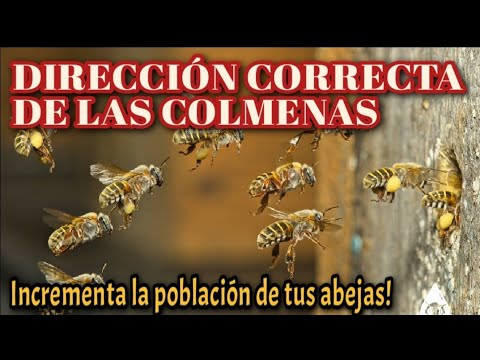 Video: ¿Debo usar un reductor de entrada a la colmena?