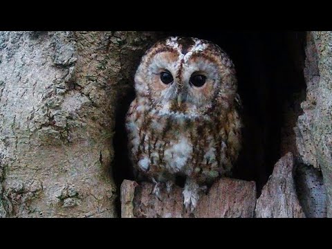 Video: Tawny owl: beschrijving, inhoud, voedende uil