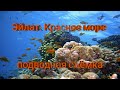 Эйлат. Красное море - подводная съёмка.