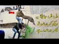 لوگ جو ضرورت سے ذیادہ بہادر بن کر درندے کے پاس چلے گئے Animal Encounters You Don't Want To See