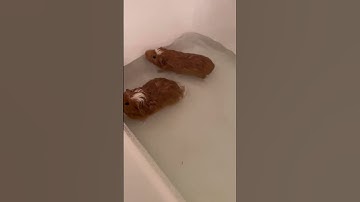 Thumbnail of Guinea pigs swimming!! Cute  #shorts