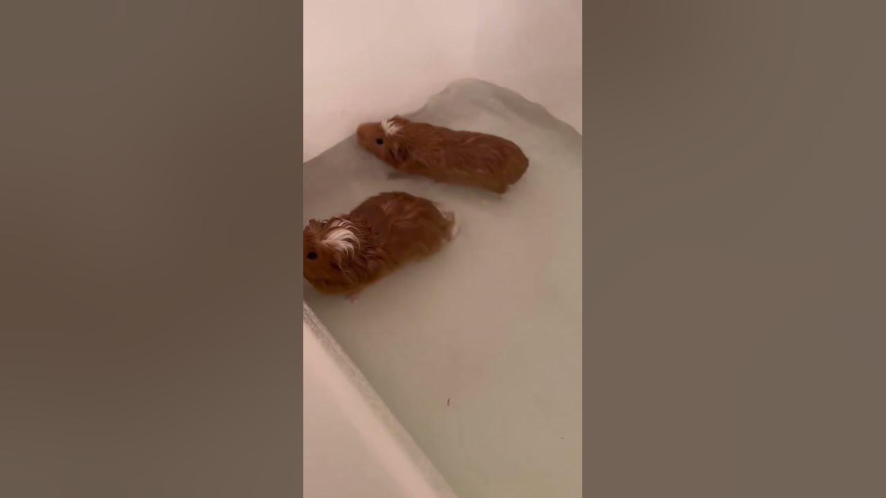 Guinea pigs swimming!! Cute  #shorts