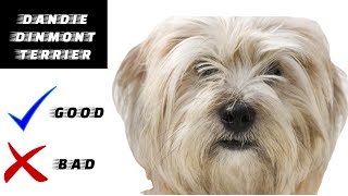 Dandie Dinmont Terrier Pros And Cons | The Good And The Bad.