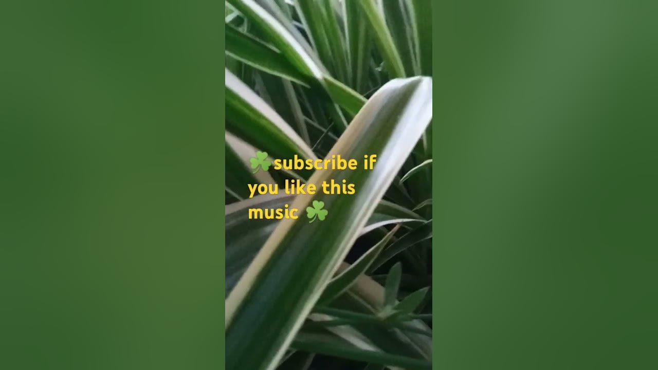 Love Is Blue Paul Mauriat (1968) #song #music #orchestra #60s #love #classic #hit #musica #shorts Love Is Blue Paul Mauriat (1968) #song #music #orchestra #60s #love #classic #hit #musica #shorts