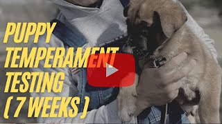 Puppy Temperament Testing (7 weeks)