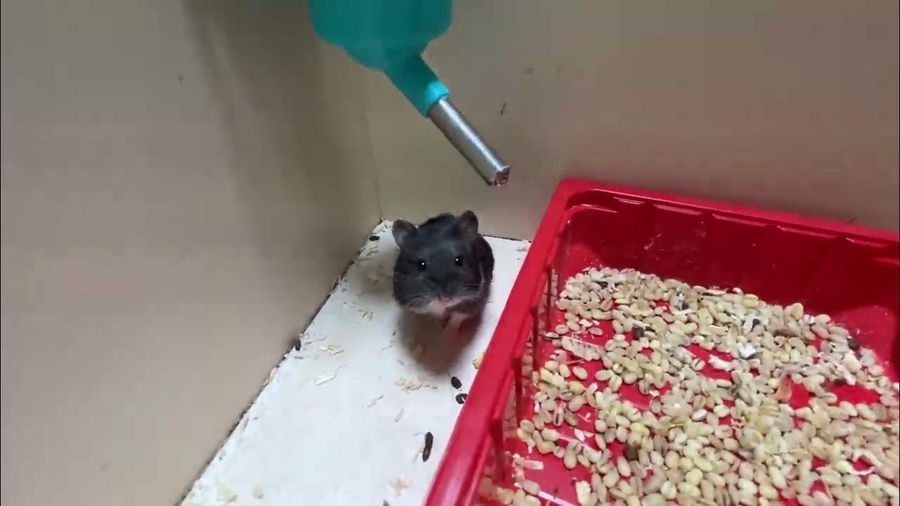Hamsters fight YouTube