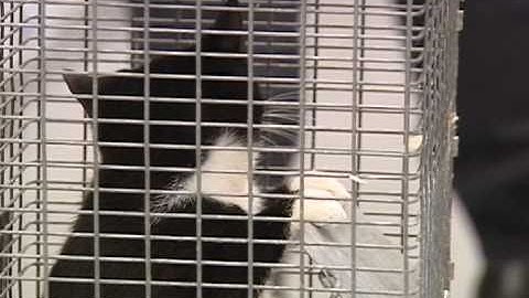 Here Kitty Kitty: A Tail of Feral Cats in the City