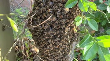 The big one that got away! First swarm of 2022#beekeeping #layens #swarm