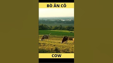 BÒ ăn cỏ trên cánh đồng | COW #shorts