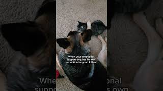 When your emotional support dog has his own emotional support kitten. #germanshepherd #dogshorts