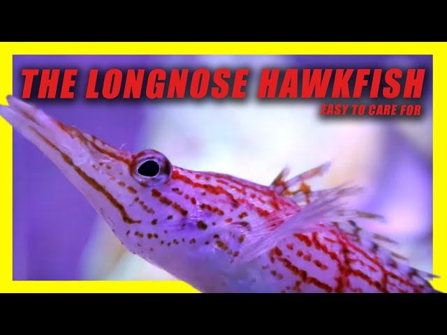 The Longnose Hawkfish! Reef Safe! - Youtube
