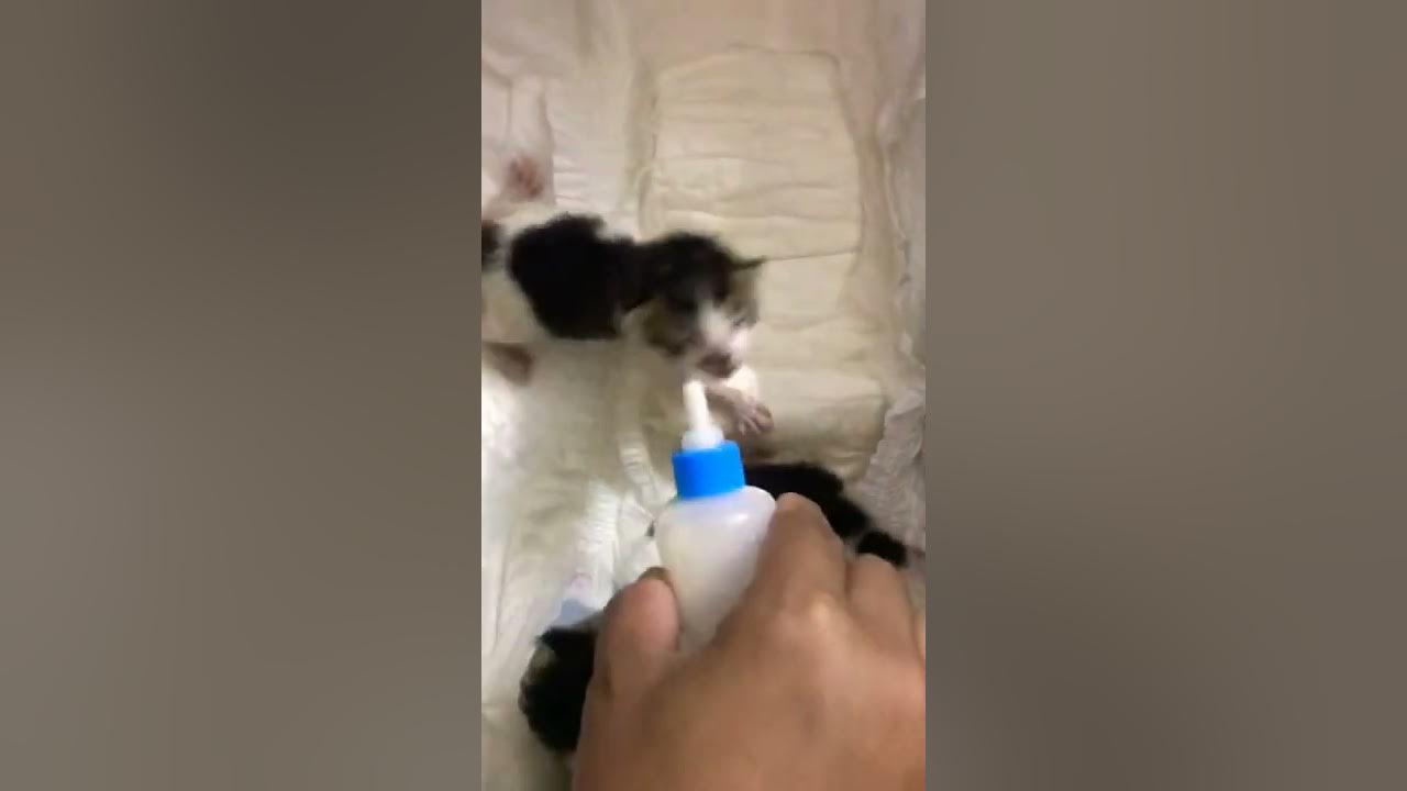 05 Days kittens (Umbilical cord finally detached 😄) YouTube