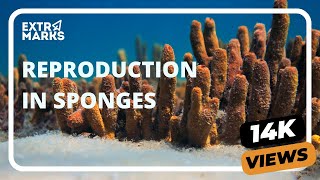 Do You Know? | Reproduction in Sponges | Biology